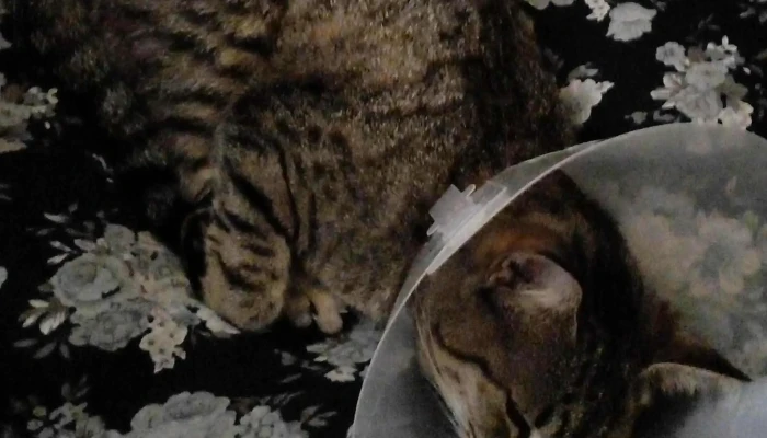 Veterinaria Nan -  Numero - Paysandú