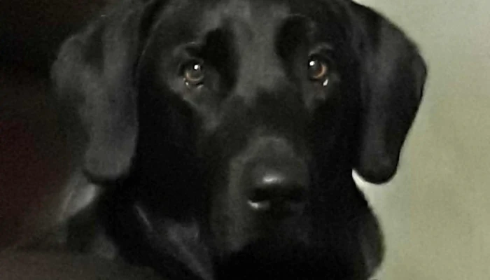 Veterinaria Nan -  Opiniones - Paysandú