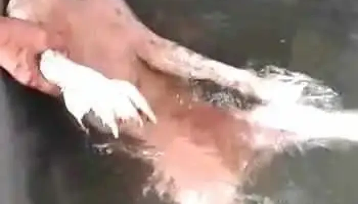 Veterinaria Nan -  Videos - Paysandú