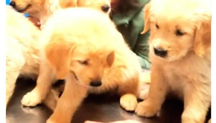 Veterinaria Paraty - 11800 Montevideo