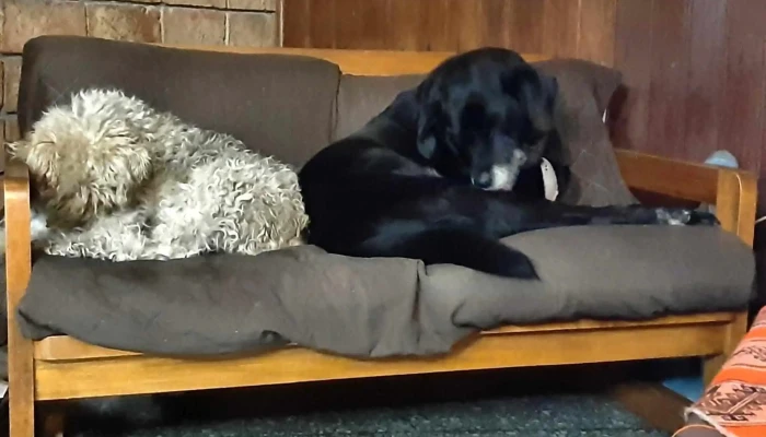 Veterinaria pedrense - 15600 Las Piedras