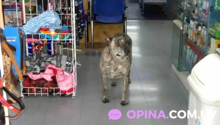 Veterinaria Pet Planet - 11400 Montevideo