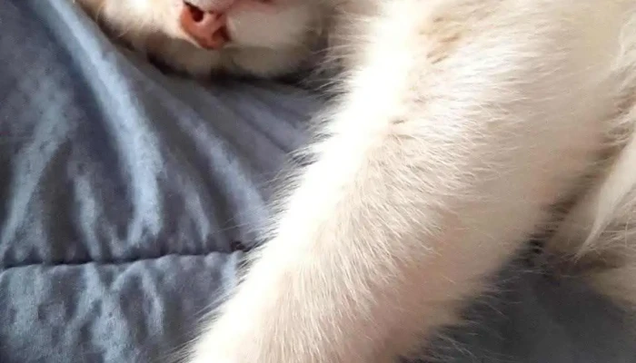 Veterinaria Pluto - 11800 Montevideo