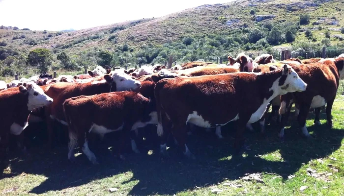 Veterinaria Raimonda - 20400 San Carlos