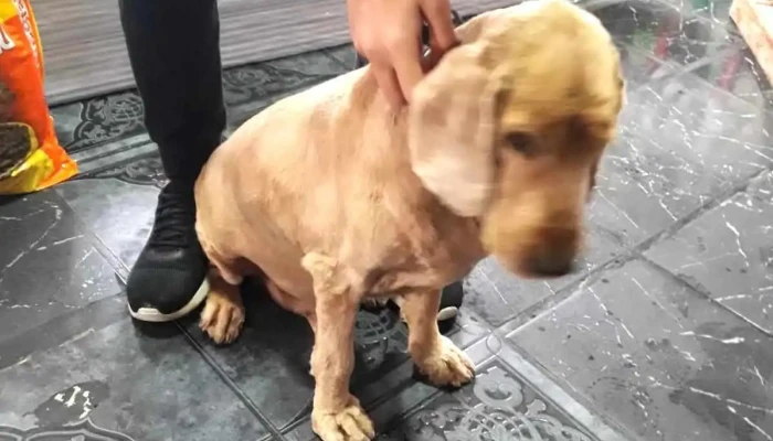 Veterinaria Rio - Departamento De Montevideo