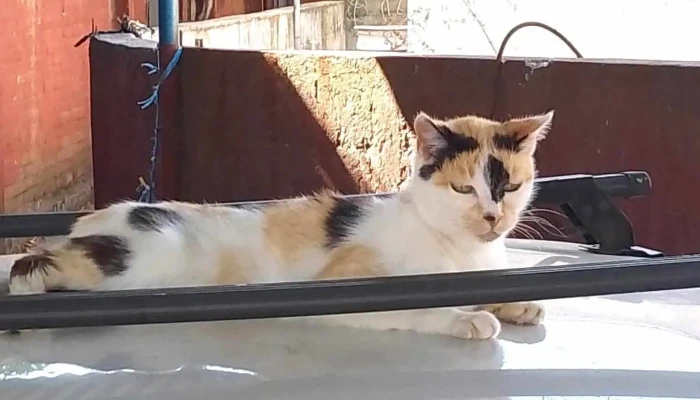 Veterinaria Safari - 11900 Montevideo