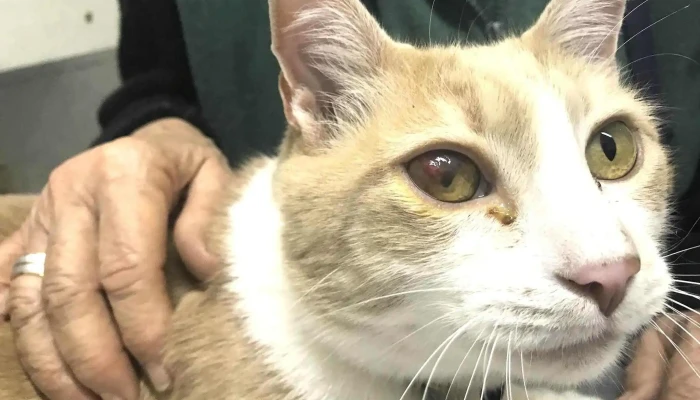 Veterinaria Salud Animal - Marcelino Sosa Esquina