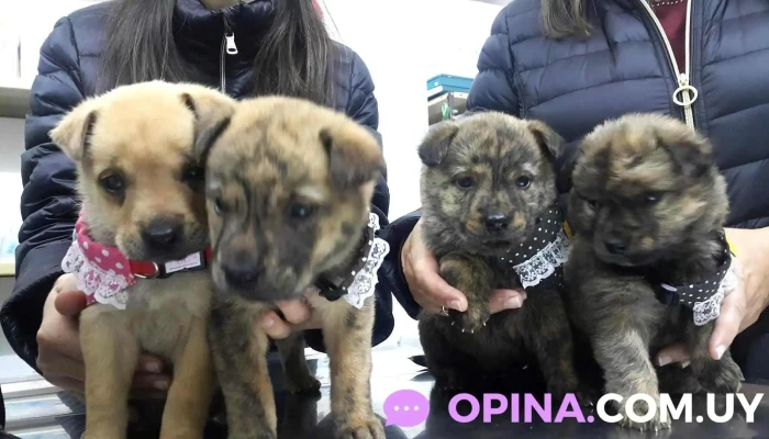 Veterinaria San Cupertino - 11100 Montevideo