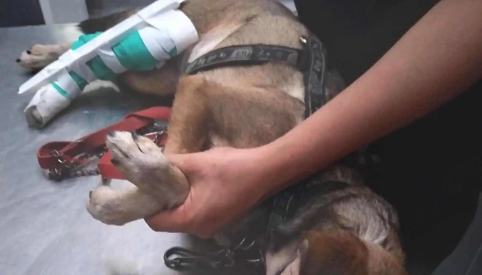 Veterinaria Santa Lucia Catalogo - Montevideo