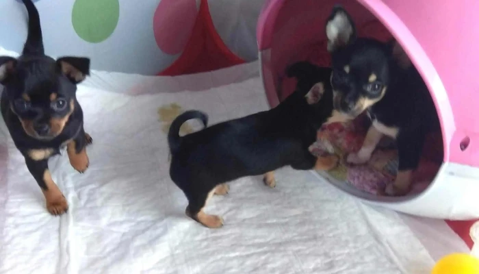 Veterinaria Santa Lucia Direccion - Montevideo