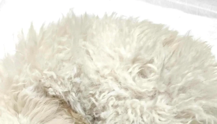 Veterinaria Santa Lucia Instagram - Montevideo