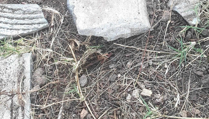 Veterinaria Santa Lucia Montevideo - Montevideo