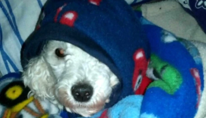 Veterinaria Santa Lucia Telefono - Montevideo