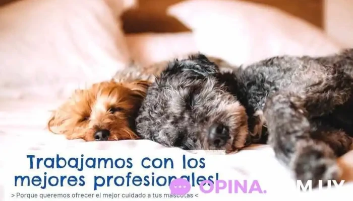 Veterinaria Santa Monica - 11500 Montevideo