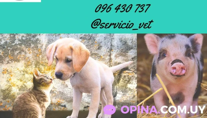 Veterinaria Servicio Vet - 90300 Progreso