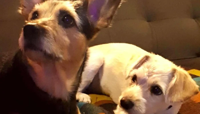 Veterinaria Sisley - 11800 Montevideo