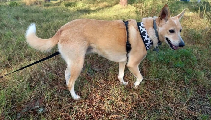 Veterinaria Valdense - Ruta Interbalnearia Gral. Líber Seregni Km.46200