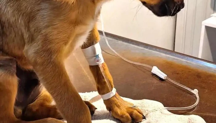 Veterinaria Villagrán - 12100 Montevideo