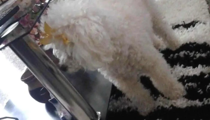 Veterinaria Volpe Srl Interior - Paysandú