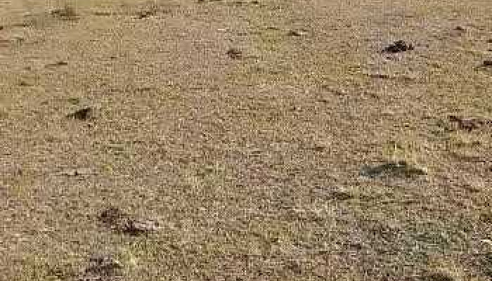 Vichadero -  Videos - Vichadero