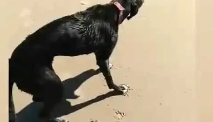 Villa Del Cerro -  Videos - Montevideo