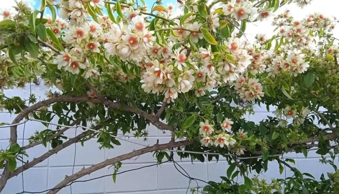 Villa Española - Montevideo