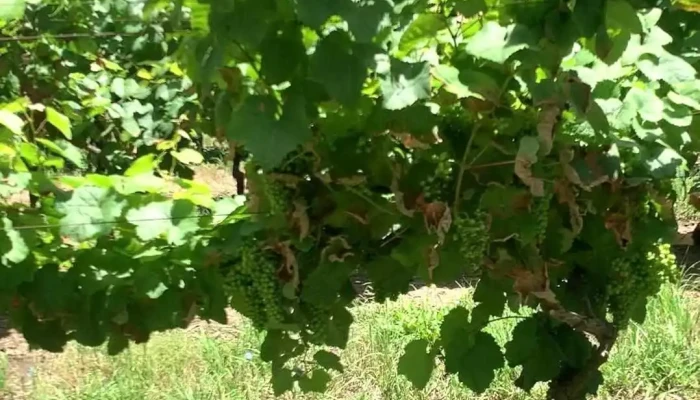 Vina Varela Zarranz Videos - Joaquín Suárez