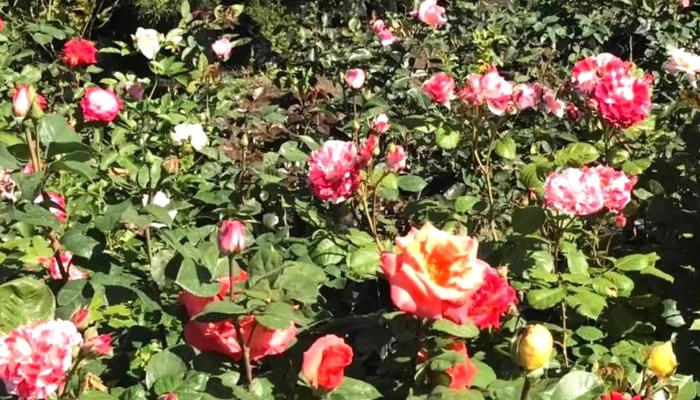 Vivero Atlantida Opiniones - Estación Atlántida