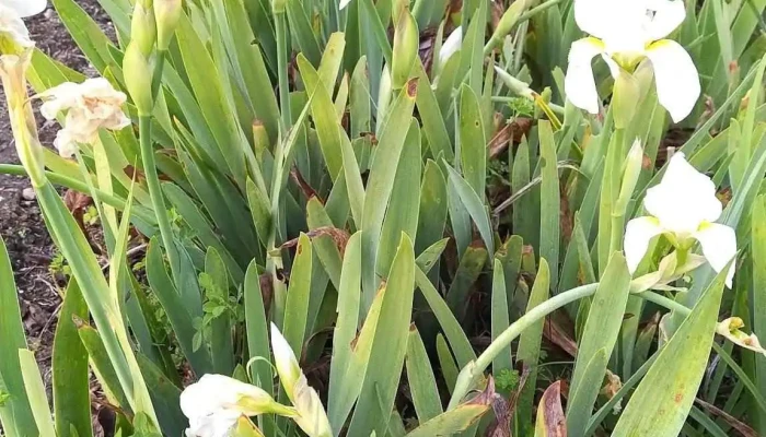 Vivero Bercianos - 60000 Paysandú