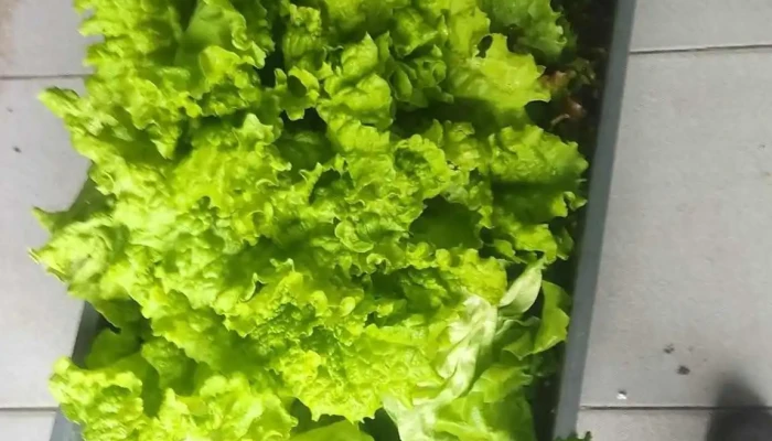 Vivero Del Angel Del Propietario - Guichón