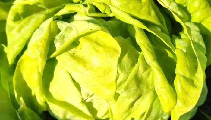 Vivero Del Angel Sitio Web - Guichón