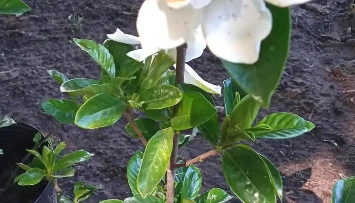 Vivero El Paseo Verde -  Del Propietario - Guich&oacute;n