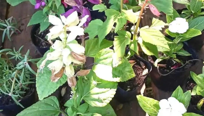 Vivero El Paseo Verde -  Instagram - Guich&oacute;n