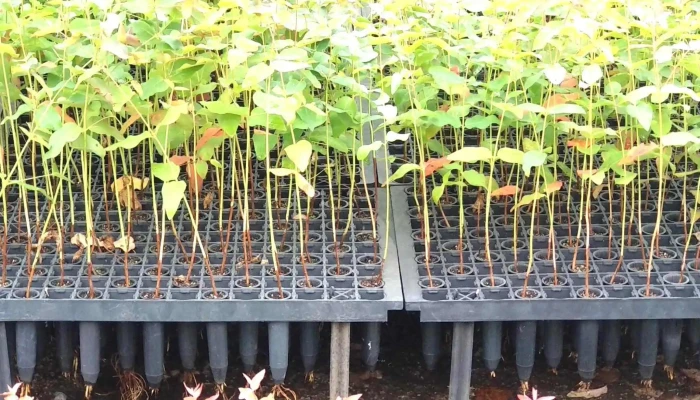 Vivero Forestal Altos Del Yi -  Horario - Santa Bernardina