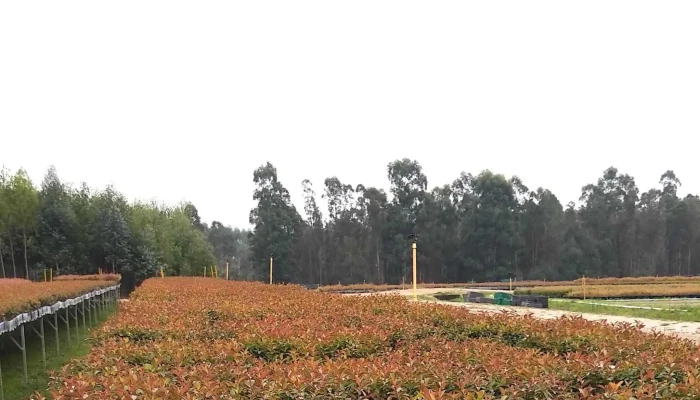 Vivero Forestal Altos Del Yi -  Sitio Web - Santa Bernardina