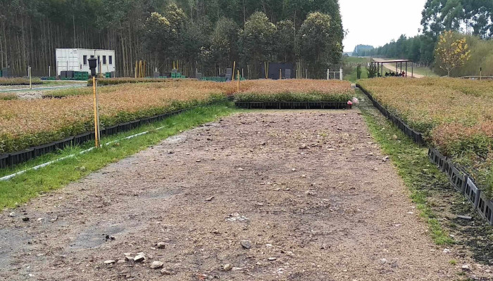 Vivero Forestal Altos Del Yi -  Videos - Santa Bernardina