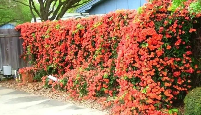 Vivero Gavegno - Tomás Berreta Y