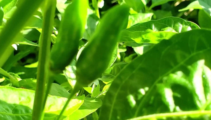 Vivero Jardines Del Sacramento -  Precios - Col. del Sacramento