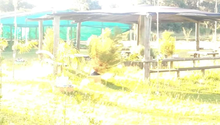 Vivero Koln -  Cerca De Mi - Estación Atlántida