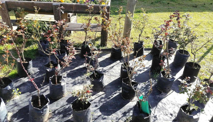 Vivero Koln -  Del Propietario - Estación Atlántida