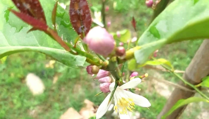 Vivero Koln -  Direccion - Estación Atlántida