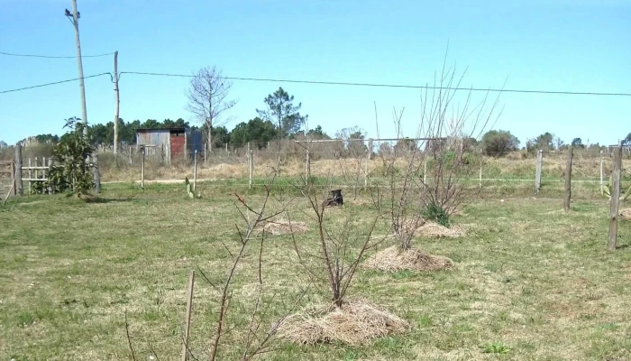 Vivero Koln -  Instagram - Estación Atlántida