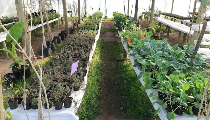 Vivero Koln -  Interior - Estación Atlántida