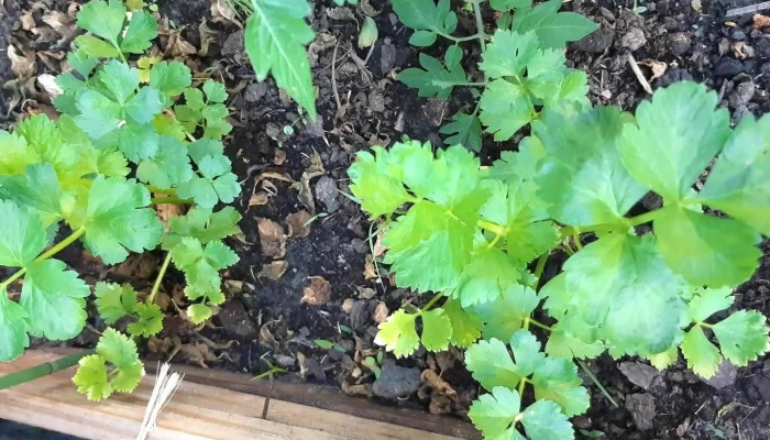 Vivero Koln -  Promocion - Estación Atlántida