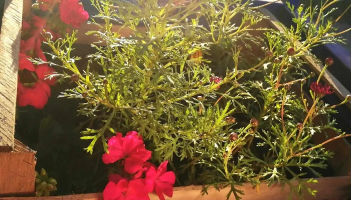 Vivero Koln -  Ubicacion - Estación Atlántida