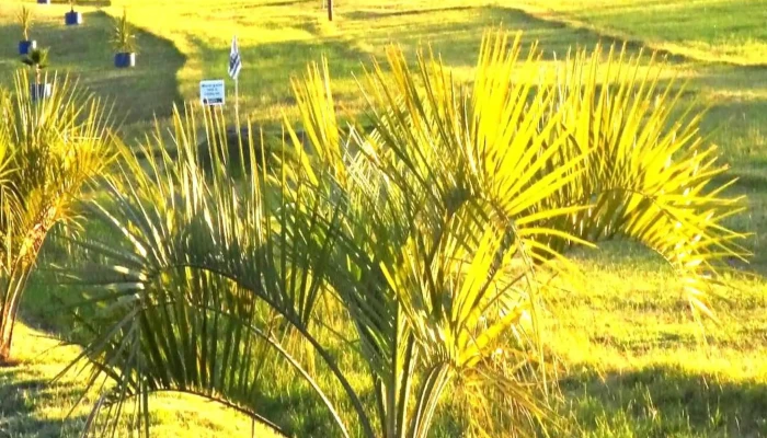 Vivero Koln -  Zona - Estación Atlántida