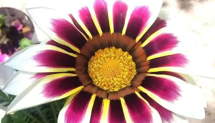 Vivero La Alegría del Sol - Juan L. Lacaze