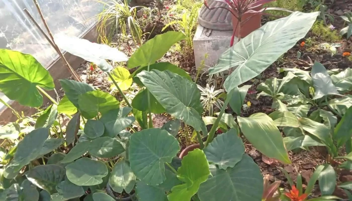 Vivero Lo De Ana - 27000 Rocha