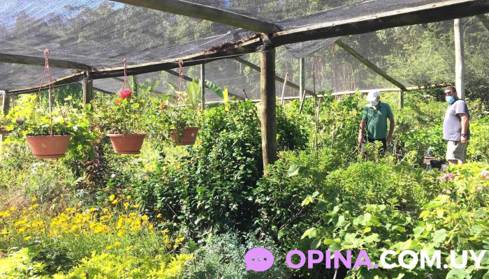 Vivero Los Arrayanes -  Flor - Piriápolis