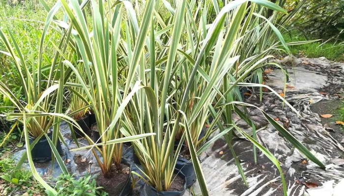 Vivero Los Arrayanes -  Maceta - Piriápolis